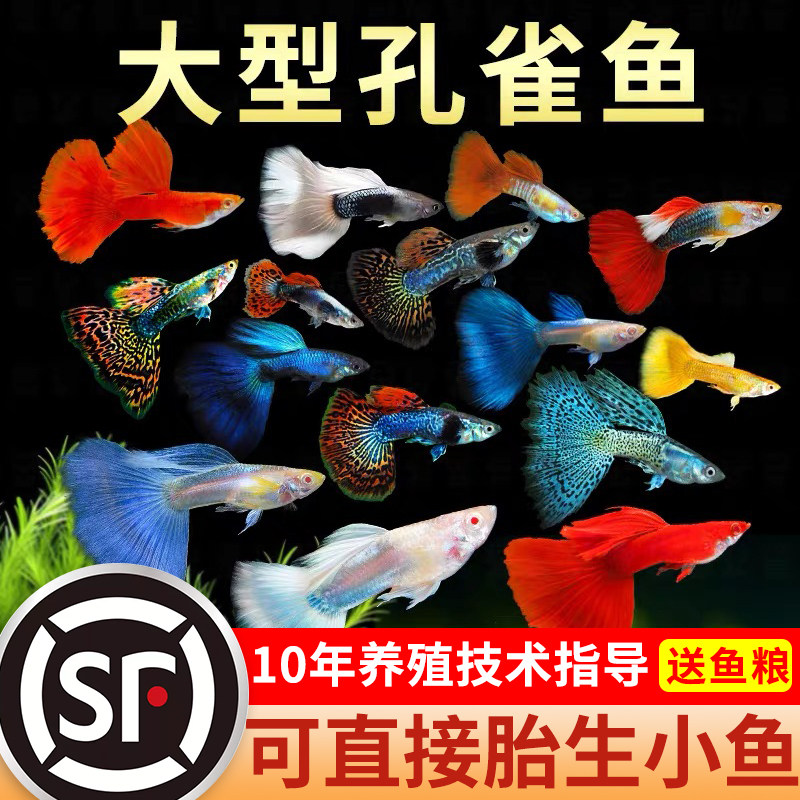 孔雀鱼活鱼观赏鱼纯种热带鱼活体淡水好养耐活鱼苗观赏鱼大型小鱼