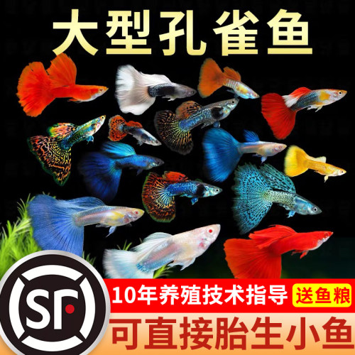 精品纯种大孔雀鱼活鱼观赏鱼