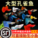 大型孔雀鱼活鱼观赏鱼纯种热带鱼活体淡水好养耐活鱼苗观赏鱼小鱼