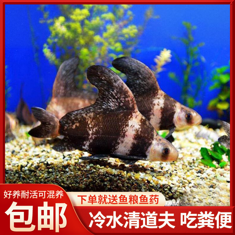 胭脂鱼幼鱼中国原生冷水鱼好养耐活可混养包邮送鱼粮鱼药