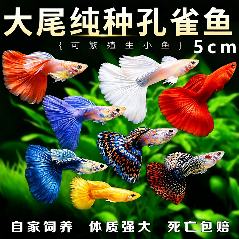 精品孔雀鱼热带纯种活鱼苗淡水小型好养耐活鱼胎生凤尾鱼易繁殖