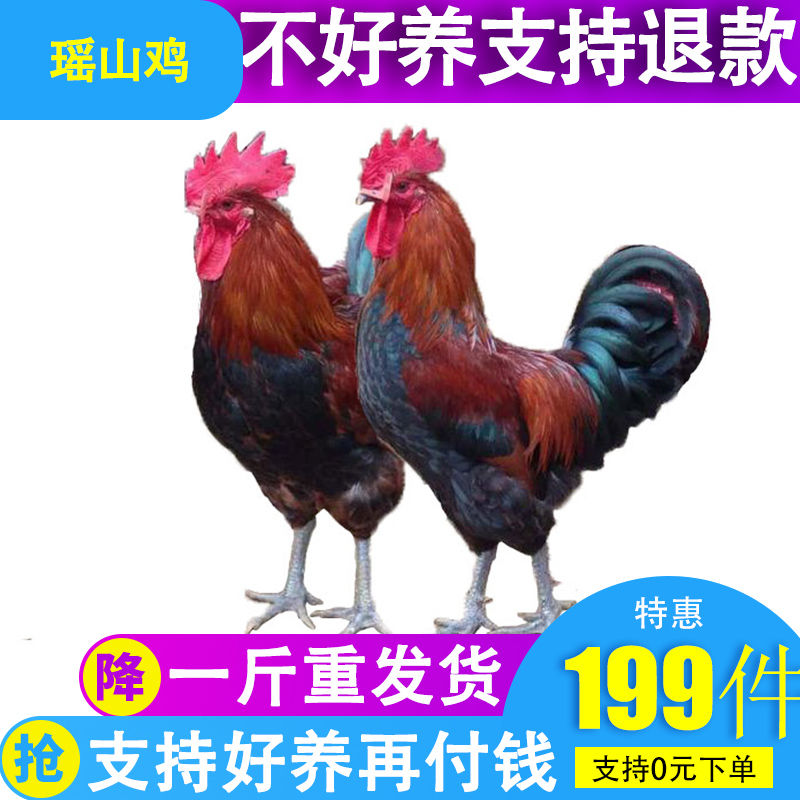 一斤瑶山鸡大种公鸡脱温正宗活体黑脚大公鸡青脚鸡苗活鸡纯种