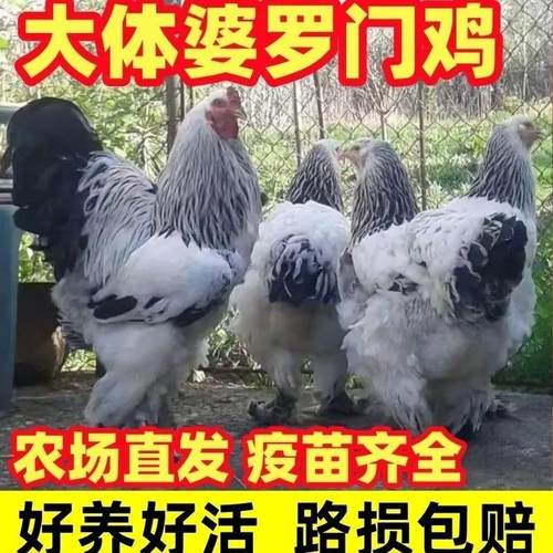 【半斤发货】正宗婆罗门鸡苗纯种进口特大型梵天鸡活苗巨型脱温苗