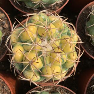 象芽锦带三角柱疣接嫁接侧芽仙人球带锦稀有品种仙人掌多肉植物花