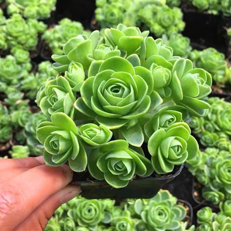 紫玫瑰多肉新款山地玫瑰多头群生老桩室内办公室桌面盆栽净化空气