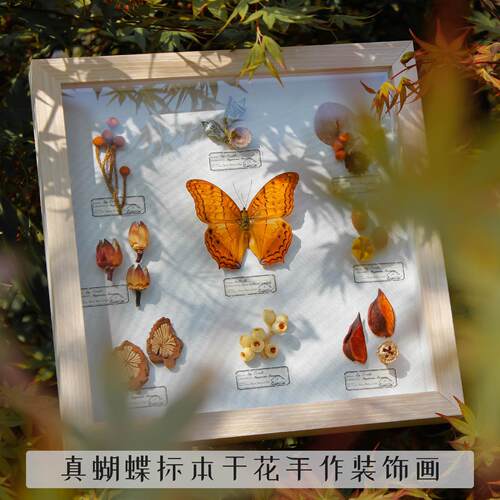 真蝴蝶标本植物干花装饰画样板间装饰家居软装搬家礼物节日礼品