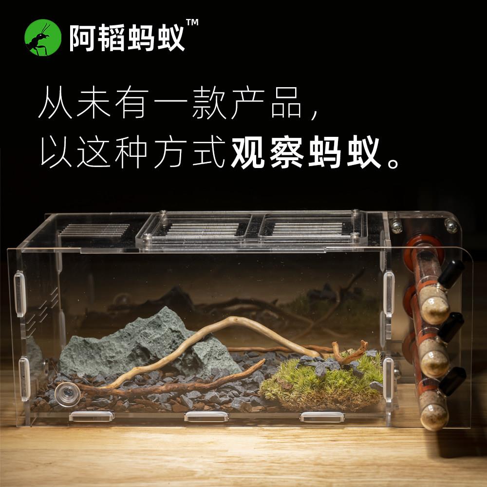 生态蚁巢蚂蚁工坊宠物蚂蚁蚁巢活动区养蚁试管巢教学养蚁阿韬ANTS