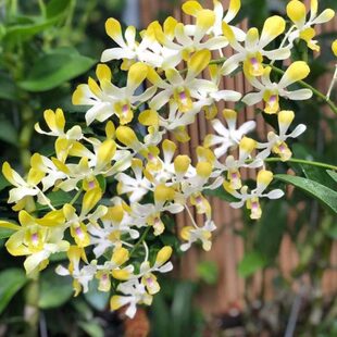 小金色小华秋带花兰石斛花品读月园丰种微花年香