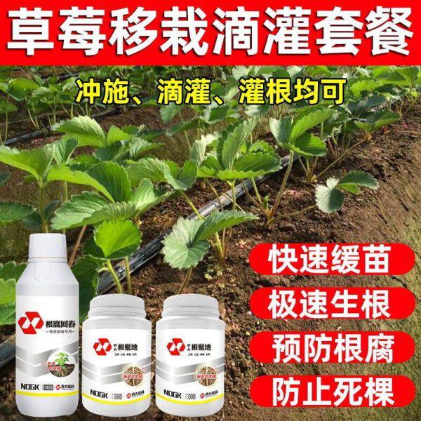 防移栽病害苗土传育缓防苗快速根壮控根腐根腐防草莓生苗止死棵预
