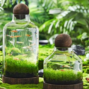 缸免换水玻璃微景生态瓶办公桌创意鱼缸免打理观鱼缸面造景真水草