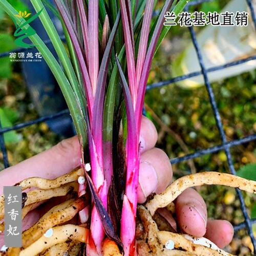 浓香型花好养香红种蕙兰兰花老喜红绿植花卉盆栽里超妃开花草室内