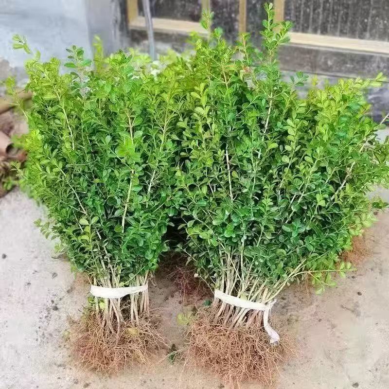 小叶黄杨苗瓜子黄杨苗四季常青