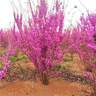 高杆紫荆花树苗庭院耐寒地栽绿化苗木丛生紫荆大型风景树当年开花