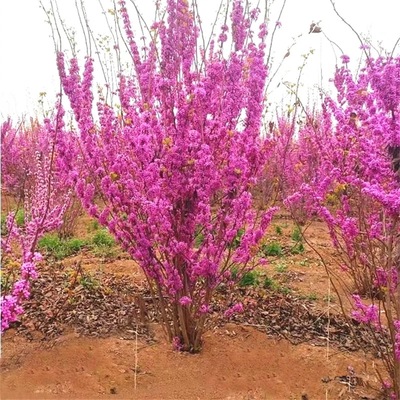 紫荆花树苗庭院耐寒地栽绿化苗木