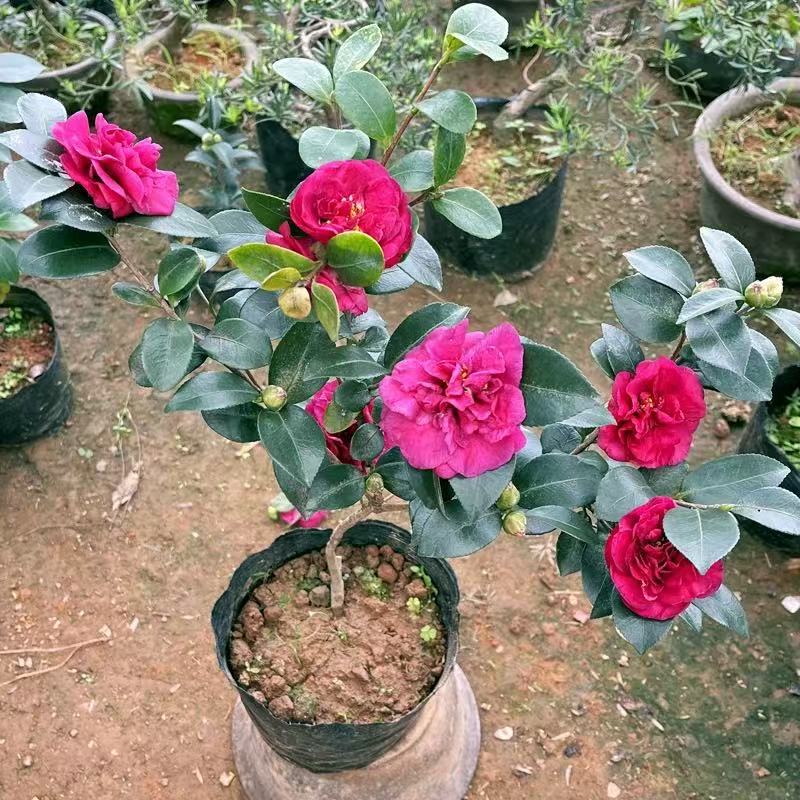 茶梅花苗红茶梅树苗老桩室内耐寒花卉茶花盆栽盆景带花苞四季常青