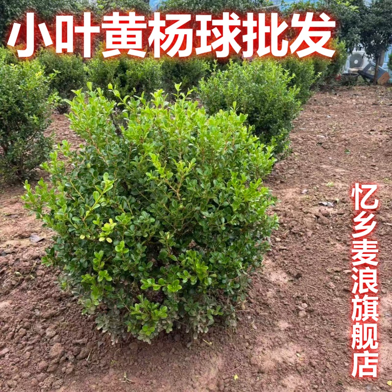 小叶黄杨球瓜子黄杨四季常青