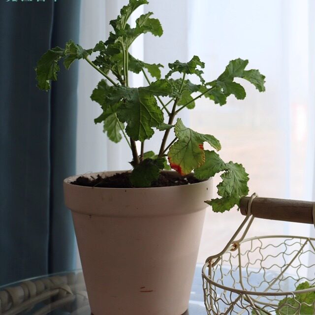 芳香天竺葵 5个品种  玫瑰 香叶 苹 果 肉桂 驱蚊 观赏 食用 香草