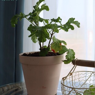 芳香天竺葵 5个品种  玫瑰 香叶 苹 果 肉桂 驱蚊 观赏 食用 香草