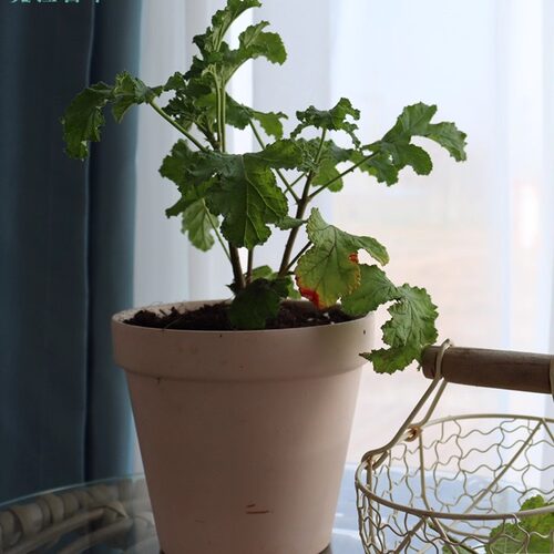 芳香天竺葵 5个品种  玫瑰 香叶 苹 果 肉桂 驱蚊 观赏 食用 香草
