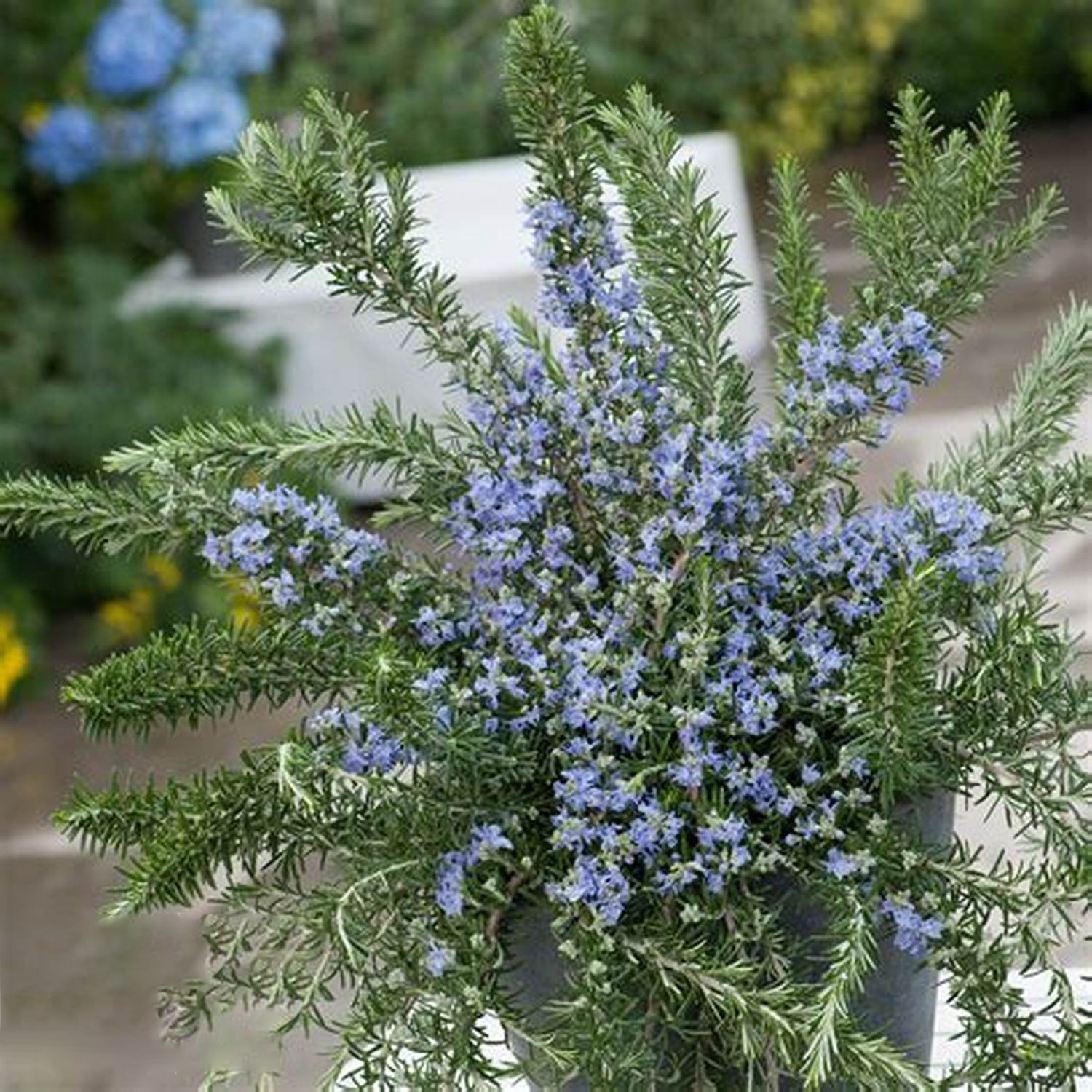 匍匐迷迭香 常绿匍匐型灌木 多年生耐寒耐热垂吊植物
