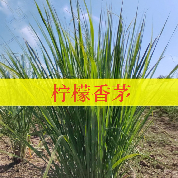 柠檬香茅 可食用 多年生香草植物盆栽香草柠檬草冬阴功汤煮茶