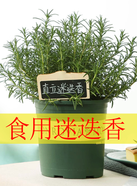 9种食用迷迭香盆栽直立阔叶匍匐香草盆栽提神驱蚊西餐牛排庭院