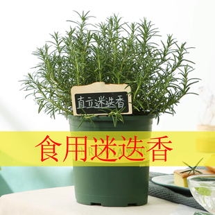 9种食用迷迭香盆栽直立阔叶匍匐香草盆栽提神驱蚊西餐牛排庭院