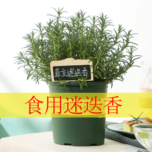 9种食用迷迭香盆栽直立阔叶匍匐香草盆栽提神驱蚊西餐牛排庭院