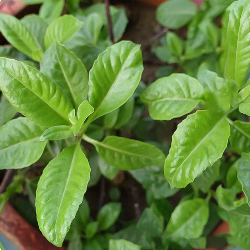 降糖草可食用多年生香草植物盆栽克拉香草明月草阳台庭院好养