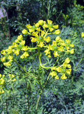 芸香 Ruta Graveolens  常绿多年生 杀虫驱蝇 芳香植物