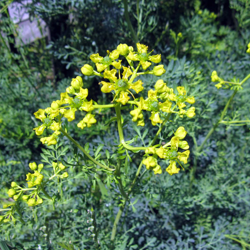 芸香 Ruta Graveolens  常绿多年生 杀虫驱蝇 芳香植物
