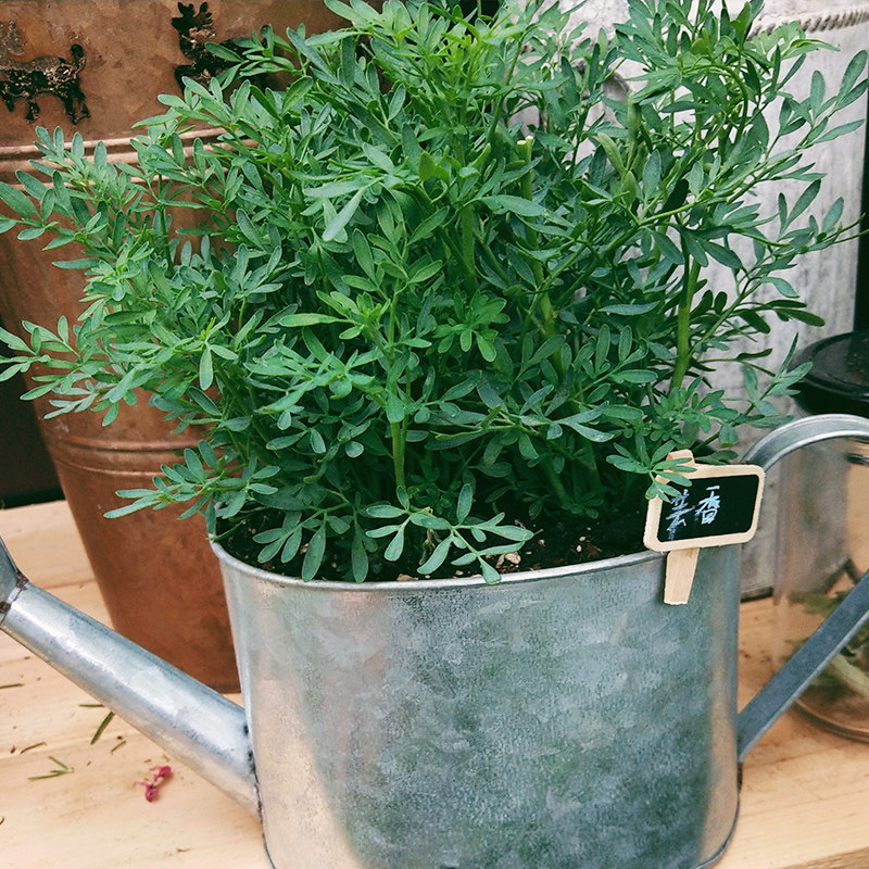 【10种保健草】莳萝欧芹茴香酸膜虾夷葱红枸杞菜芝麻菜香菜龙蒿