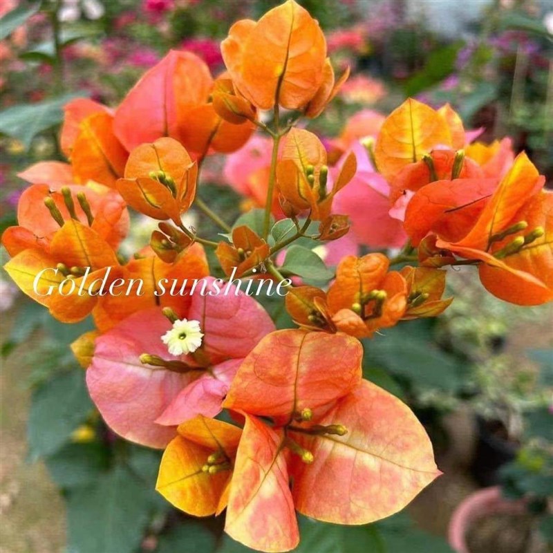 佰梅园 普通k品种1-三角梅袋苗品种大全