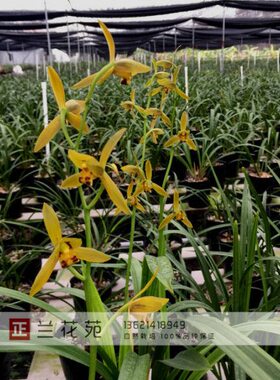 金带花苞墨兰花 橙色花琥珀开花越色 系列 颜色越 金节春开黄