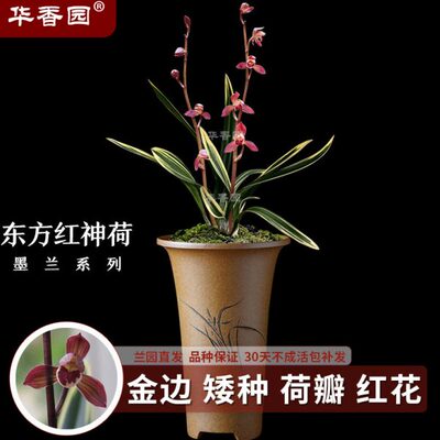 华盆栽园兰花东方墨兰红绿植 浓香型办公室内耐阴香花卉神荷