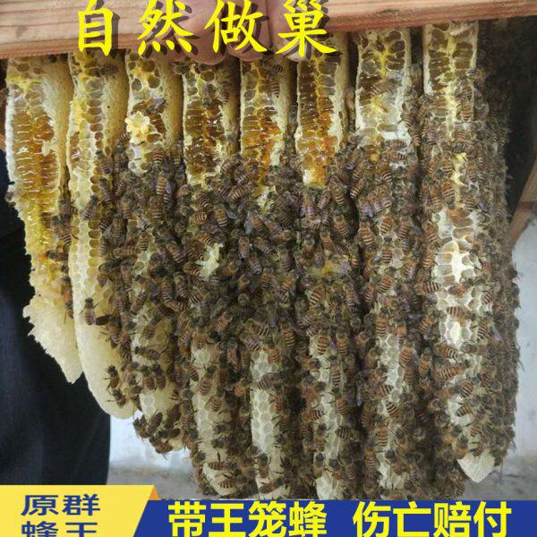 带王蜜蜂活群阿坝中蜂王双色红背产卵种蜂王土蜂出售笼蜂中蜂蜂群