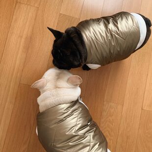 原创设计 冬款 金色可两面穿马甲 现货 狗狗宠物法斗衣服巴哥胖狗