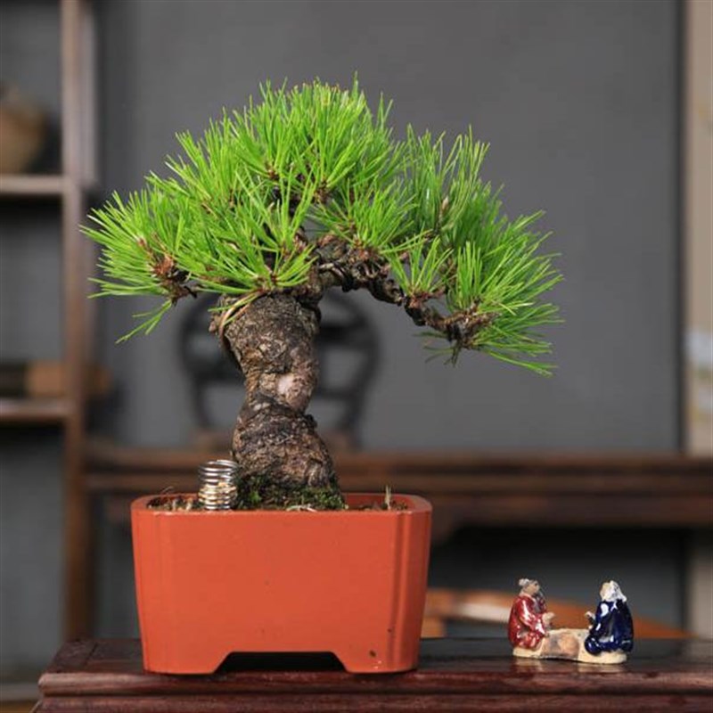 黑松矮霸造型盆景老桩好养四季常青办公室茶桌摆件掌中宝小盆栽