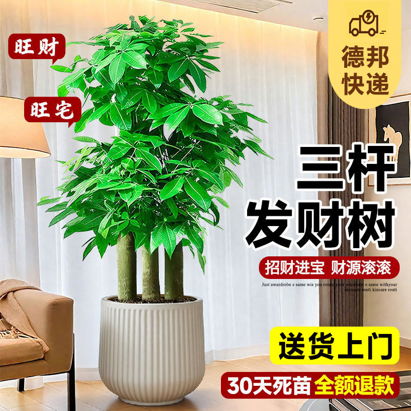 步步高发财树大棵盆栽室内绿植办公室开业送礼三杆招财树大型盆景