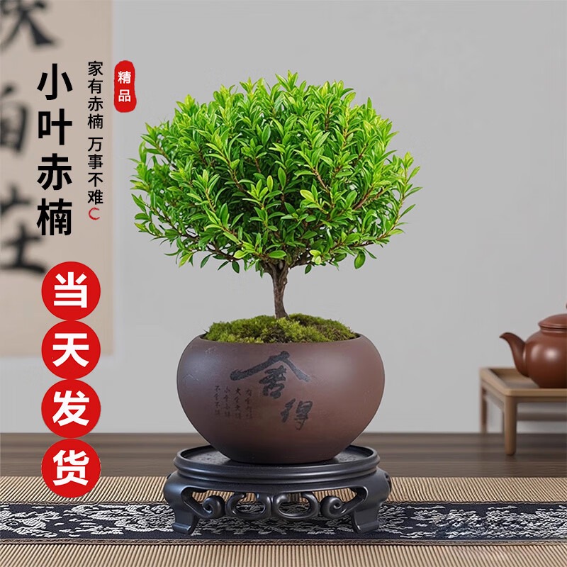 小叶赤楠盆景中式禅意盆栽