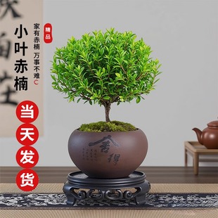 小叶赤楠盆景中式禅意植物金丝楠木盆栽办公室内桌面老桩花卉绿植