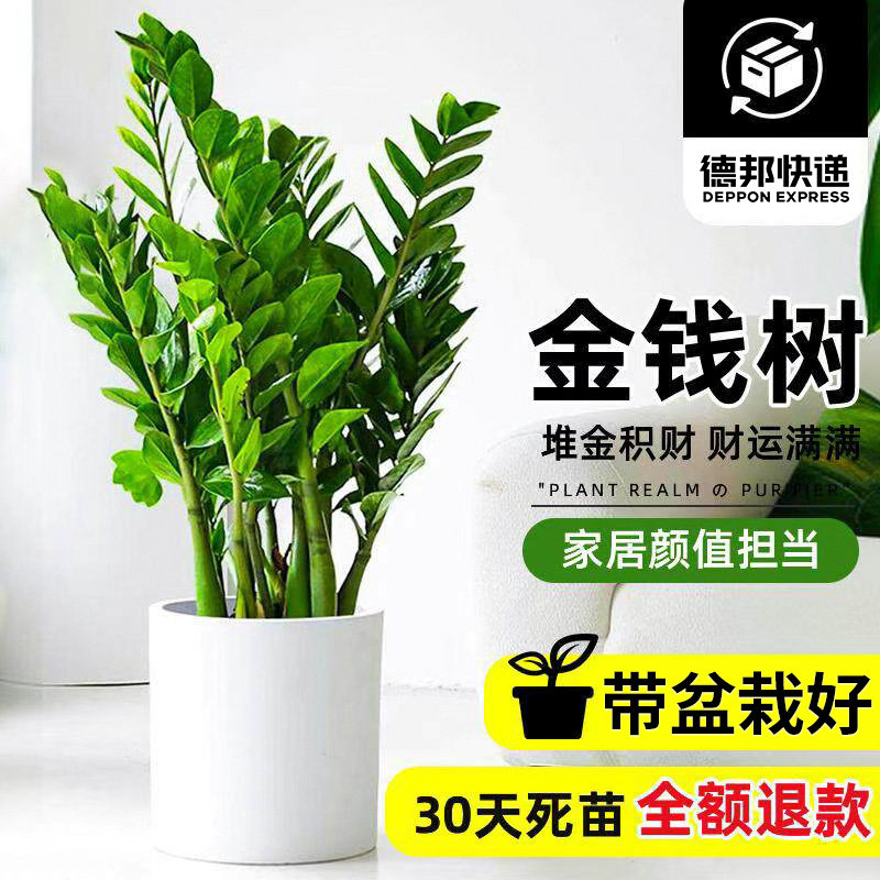 金钱树盆栽客厅大型招财树绿植办公室内桌面盆景摇钱串子好养植物