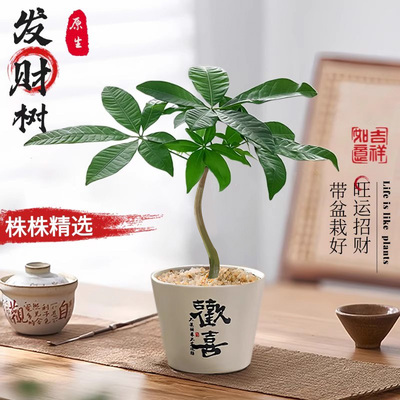 发财树小盆栽中式禅意绿植