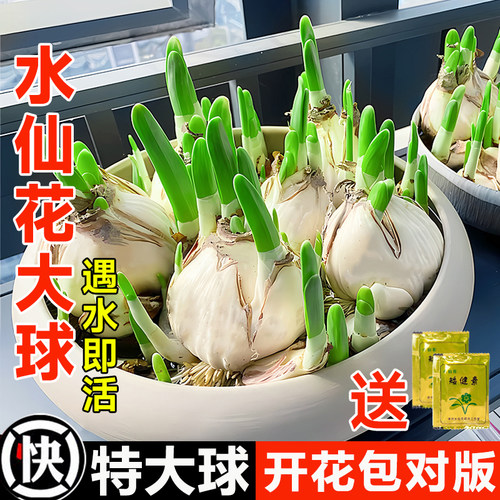 漳州水仙花种球盆栽水养耐寒绿植花卉大球种室内冬季开花水培植物