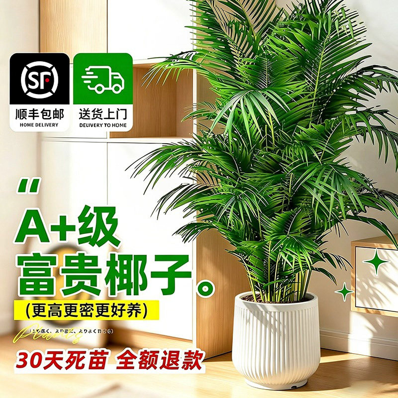 富贵椰子绿植大盆栽客厅落地散尾葵办公室内好养大型植物凤尾竹子