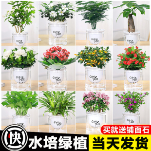 绿植盆栽桌面水培小绿植绿萝吊兰发财树花卉盆栽办公室内客厅植物
