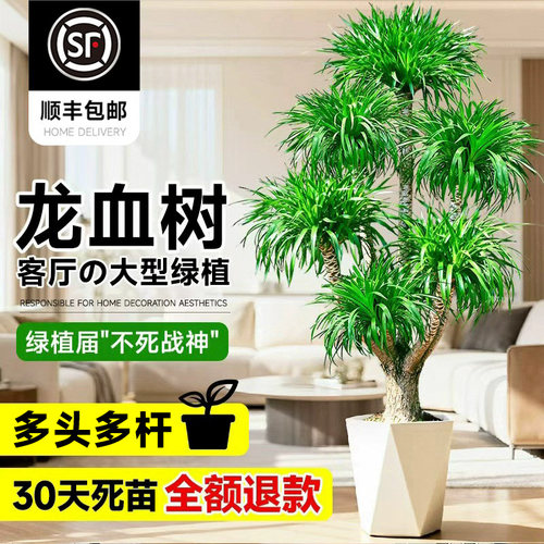 龙血树客厅旺宅客厅落地大绿植