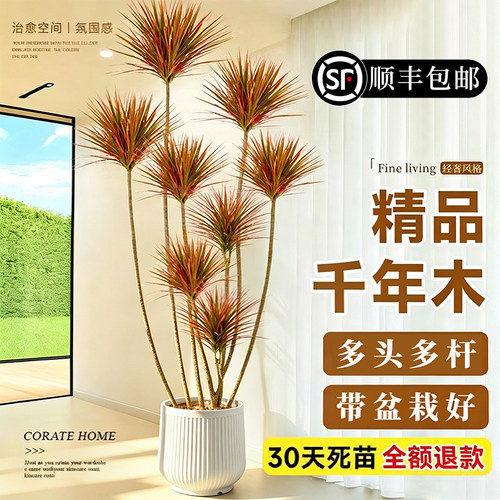 千年木大型盆栽室内落地大绿植