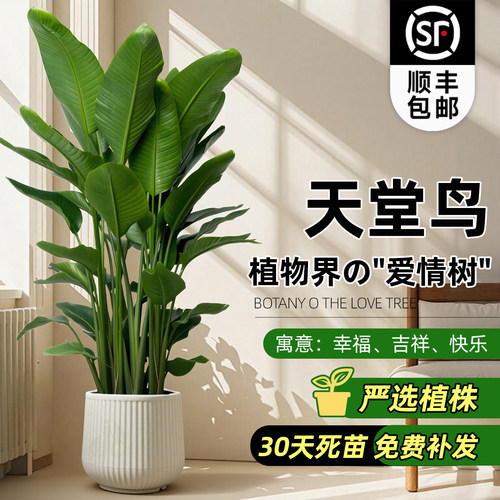 天堂鸟客厅落地好养绿植大盆栽