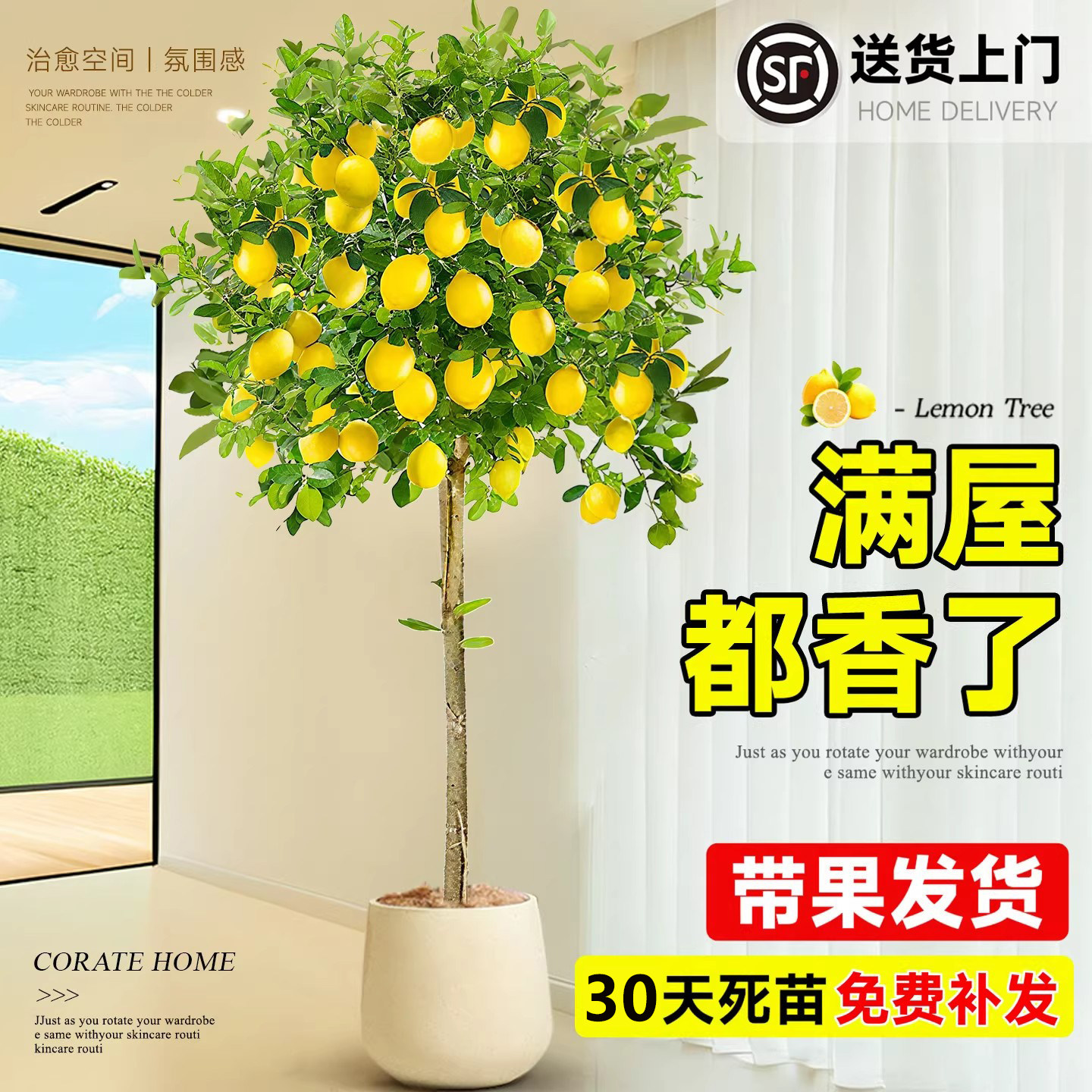 香水柠檬树盆栽带果可食用室内客厅果树苗绿植四季好养活大型植物